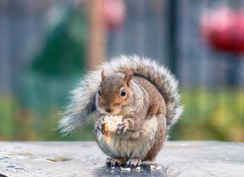 Close-up of squirrel