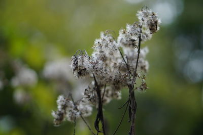 Close-up of white flowering plant