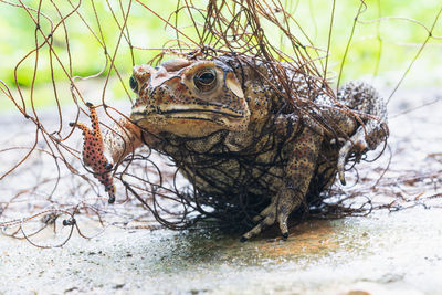 Close-up of a lizard on land