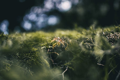 Green leaves close up of cupressus in nature with blur background