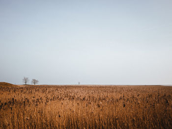 Scenic view of field against clear sky