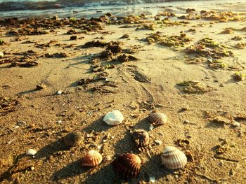 High angle view of seashells on beach