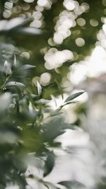 Close-up of white flowers