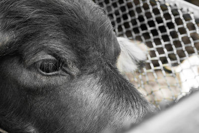 Close-up portrait of a horse