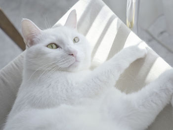 Portrait of white cat lying on sofa 