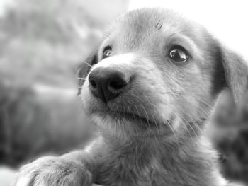 Close-up portrait of dog