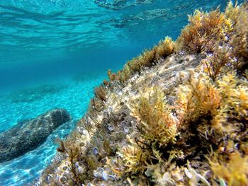 Fish swimming in sea