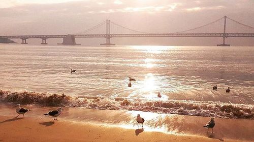 Suspension bridge at sunset