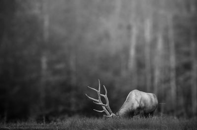 Stag standing on field