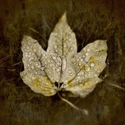 Close-up of leaves on water