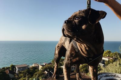 Dog looking at sea shore against sky