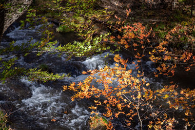 High angle view of stream amidst plants in forest