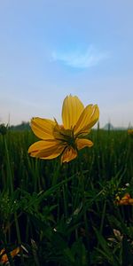 Close-up of yellow flowering plant on field against sky