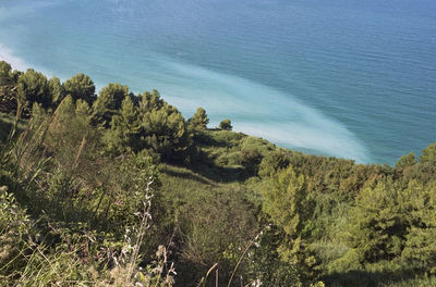 High angle view of trees on beach