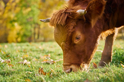 Brown cow grazing on field. jersey cow eating green grass on pasture. cattle breeding