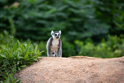 Portrait of cat sitting on rock against trees