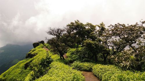 Trees growing in forest against sky