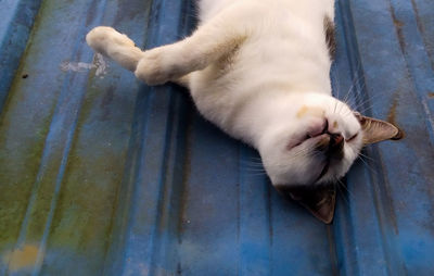 Cat sleeping on blue zinc roof