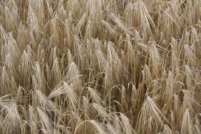 Full frame shot of wheat field