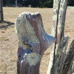 Close-up of tree stump in forest