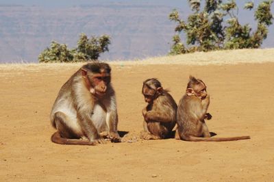 Monkeys sitting on sand