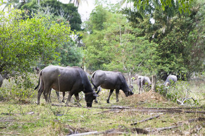 Horses standing in farm