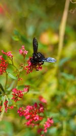 Close-up of butterfly pollinating on flower