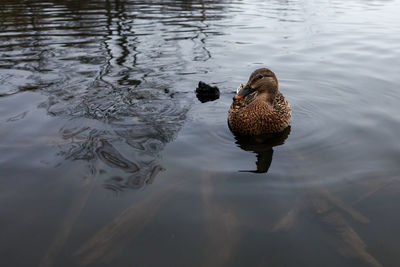 High angle view of duck swimming in lake