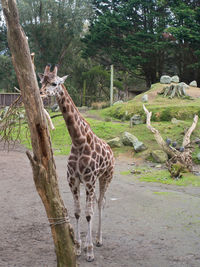 Giraffe standing on tree