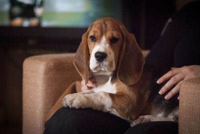 Portrait of beagle dog sitting on lap of woman at home