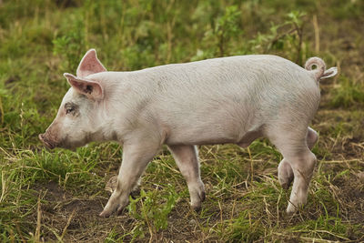 animal
