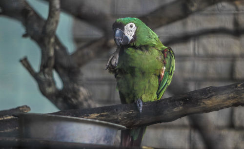 Close-up of parrot perching on branch