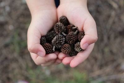 Cropped hands of child holding pine cones on field