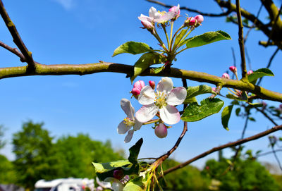 Close-up of flowering plant against sky