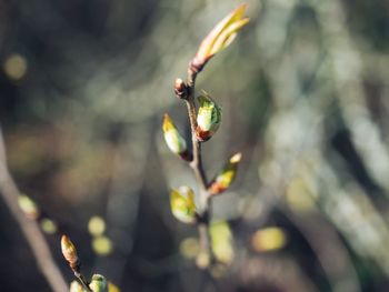 Close-up of flowering plant