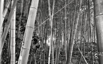 Full frame shot of bamboo trees in forest