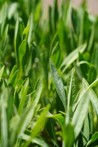 Close-up of fresh green plant in field