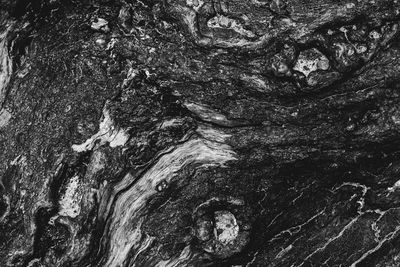 Full frame shot of tree trunk