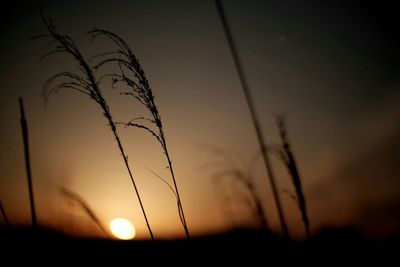 Plants growing on field at sunset