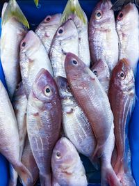 Close-up of fish for sale in market