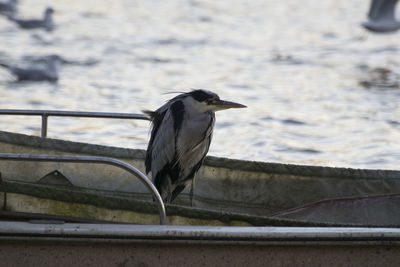 Close-up of grey heron perching on railing