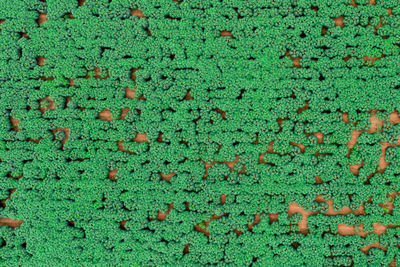 Aerial view abstract background green field from drone of cassava in rural thailand