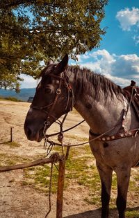 A beautiful horse standing on field in a rural area.