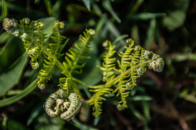 Close-up of fern