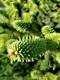 Close-up of fresh green plant