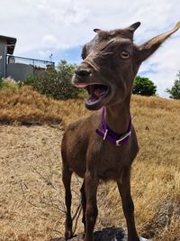 Dog on field against sky
