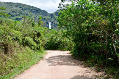 Road amidst trees and plants