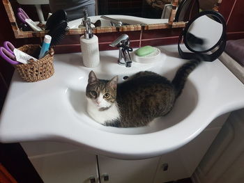 Portrait of cat in bathroom