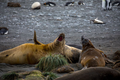 Seals on sea shore at beach