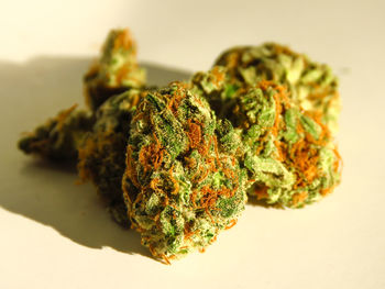 Close-up of plant against white background